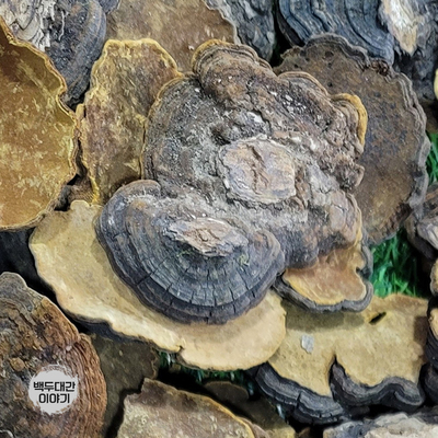 병꽃상황버섯 500g 자연산 (항공특송3일)