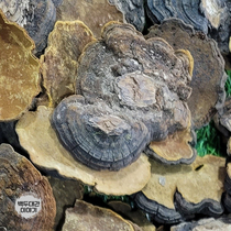 병꽃상황버섯 500g 자연산 (항공특송3일)