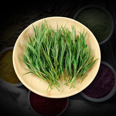 조릿대풀 담죽엽 추출분말 1kg 농축분말가루 