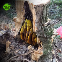 목청 자연산 1kg 벌집 밀랍내린상태 청정지역 산꿀 
