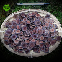 녹용 25g 꽃사슴 분골 상대 (항공특송3일)