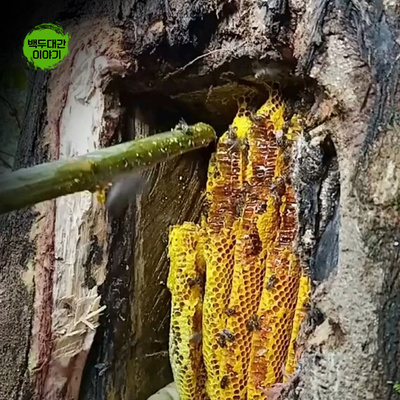 목청 자연산 1kg 벌집 밀랍있는상태 청정지역 산꿀 