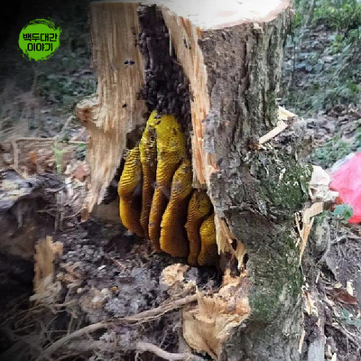 목청 자연산 1kg 벌집 밀랍내린상태 청정지역 산꿀 