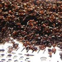 불개미 500g 자연산 굵은사이즈 (항공특송3일)
